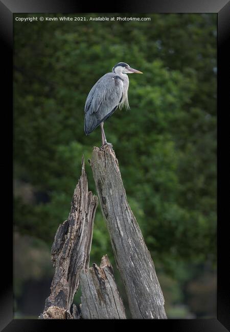 Grey Heron sitting on dead tree Framed Print by Kevin White