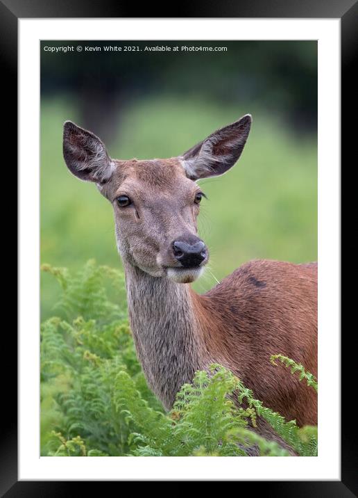 Young deer chewing grass Framed Mounted Print by Kevin White