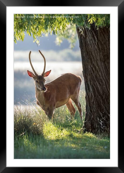 Young stag with morning sun Framed Mounted Print by Kevin White