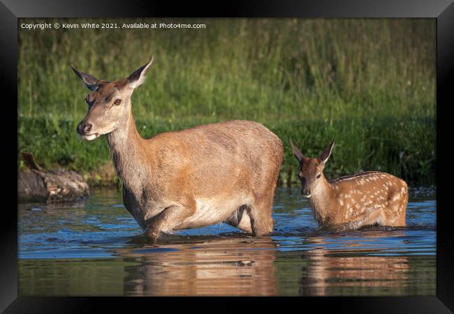 Female deer and fawn Framed Print by Kevin White
