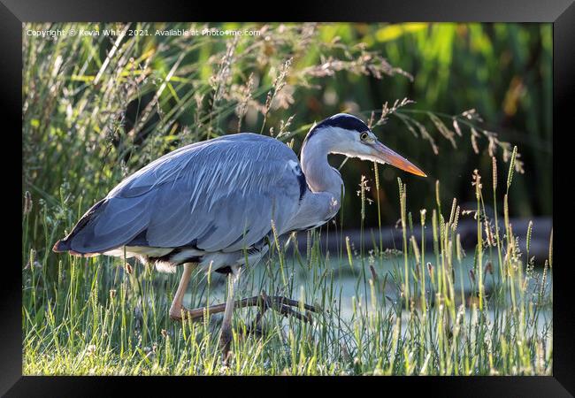 Grey heron with eye on a fish Framed Print by Kevin White