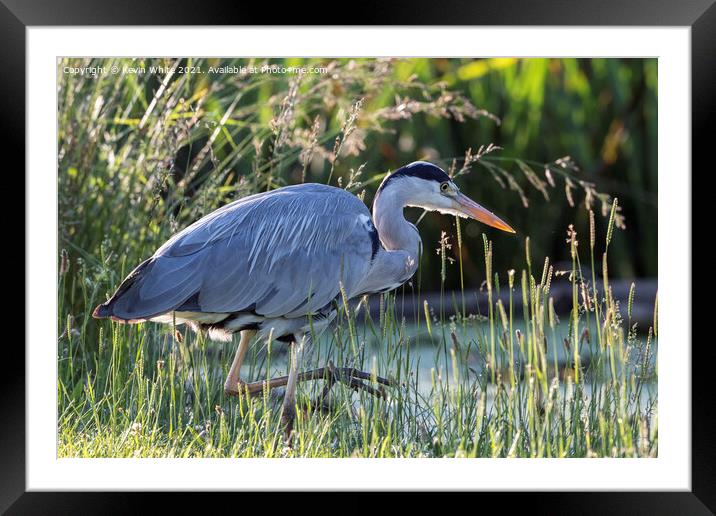 Grey heron with eye on a fish Framed Mounted Print by Kevin White
