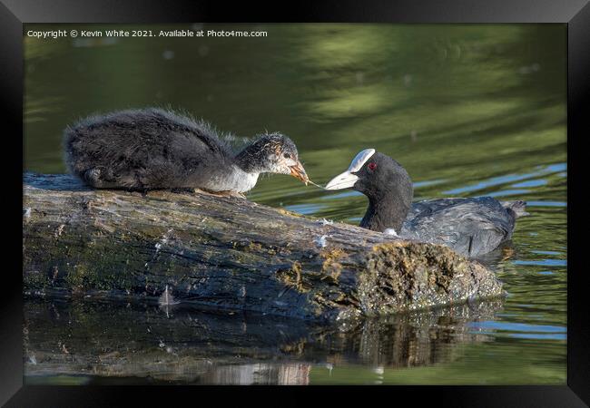 Juvenille Coot feeding from Mum Framed Print by Kevin White