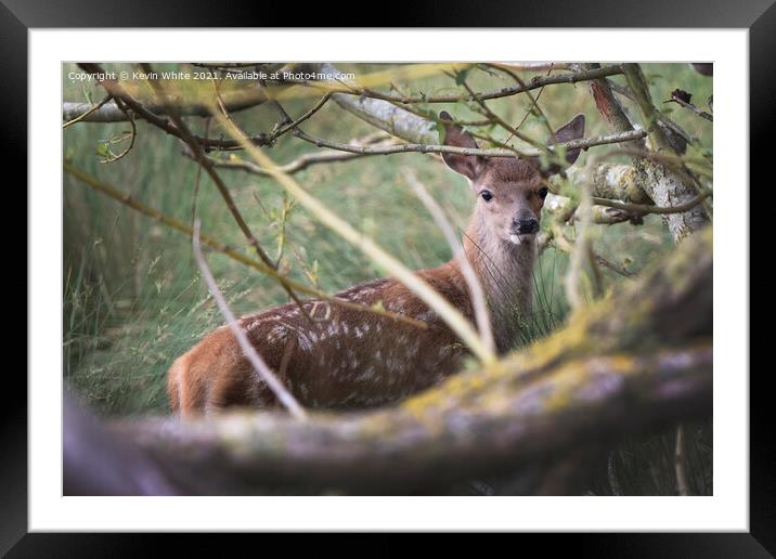 Fawn hiding Framed Mounted Print by Kevin White