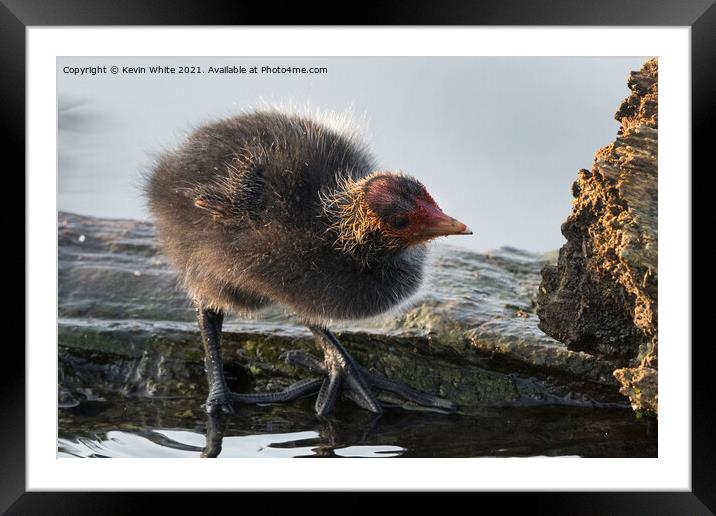 Baby coot inspecting log Framed Mounted Print by Kevin White