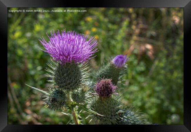 Thistle Framed Print by Kevin White