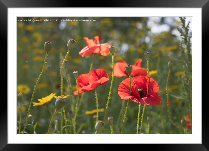 Poppy Framed Mounted Print by Kevin White