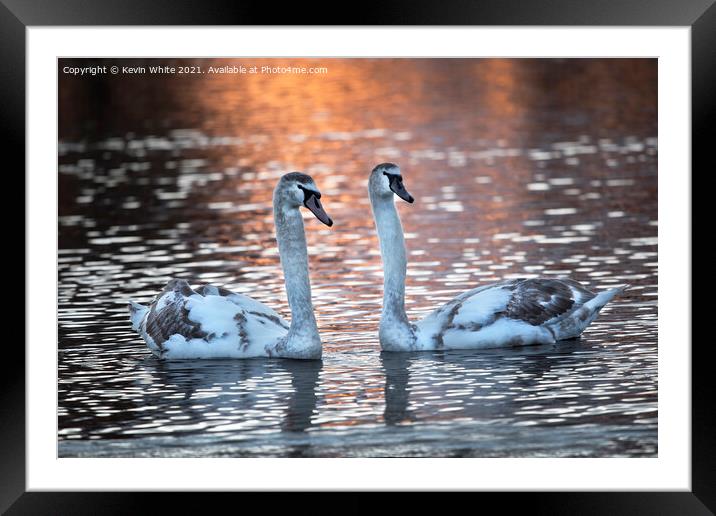 Two cygnet swans at dawn Framed Mounted Print by Kevin White