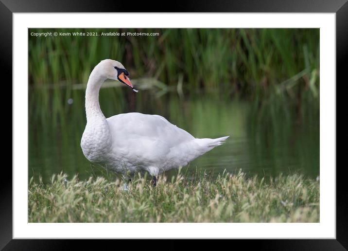 Swan with feather in beak Framed Mounted Print by Kevin White