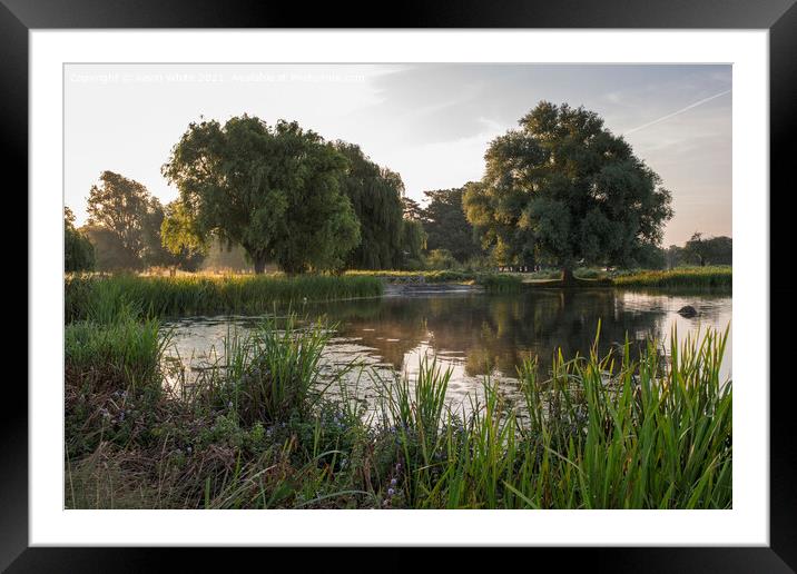 Wild Bushy Park Framed Mounted Print by Kevin White