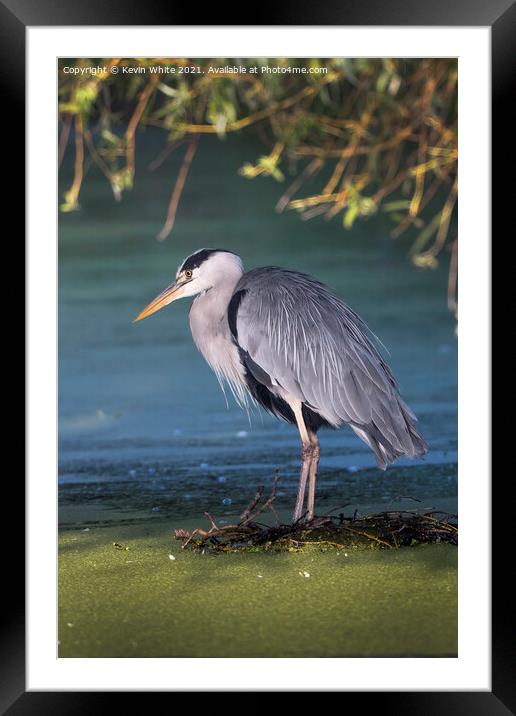 Grey heron on nest Framed Mounted Print by Kevin White