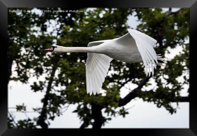 Swan flying around pond Framed Print by Kevin White