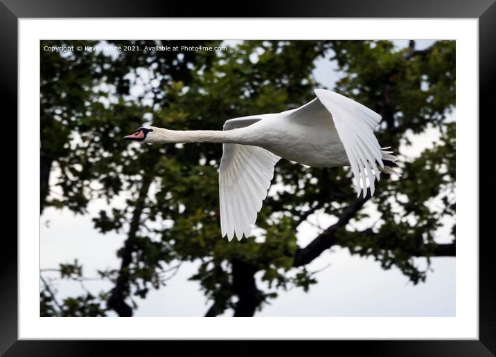 Swan flying around pond Framed Mounted Print by Kevin White