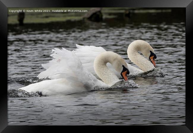 Swans Synchronized Swimming Framed Print by Kevin White