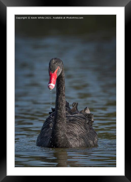 Black Swan Framed Mounted Print by Kevin White