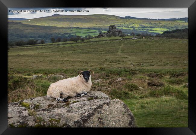 Dartmoor resting sheep Framed Print by Kevin White