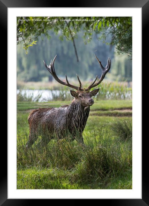 Stag after mud bath Framed Mounted Print by Kevin White