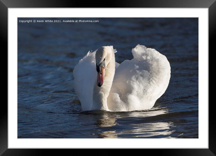 Swan with winter sun Framed Mounted Print by Kevin White