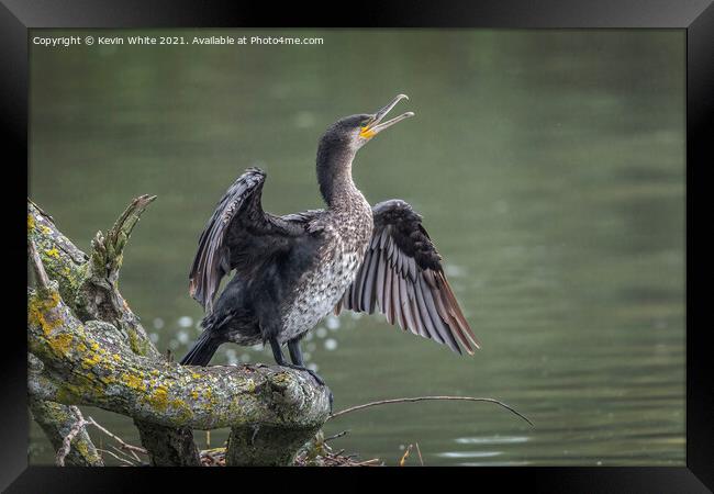 Immature Cormorant Framed Print by Kevin White