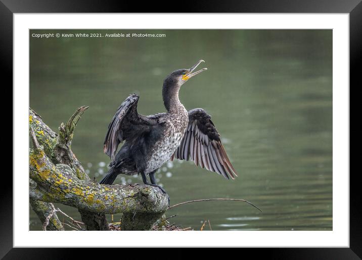 Immature Cormorant Framed Mounted Print by Kevin White
