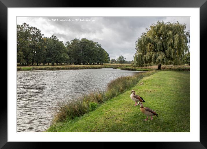 A pair of Egyptian geese Framed Mounted Print by Kevin White