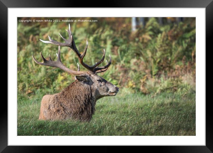 Full size antlers Framed Mounted Print by Kevin White