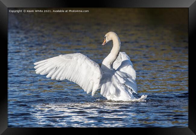 Showing off mute swan Framed Print by Kevin White