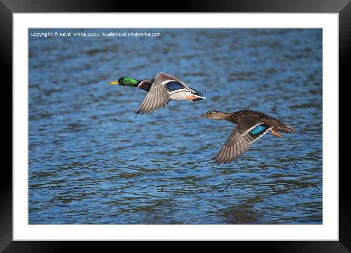 Ducks flying together Framed Mounted Print by Kevin White