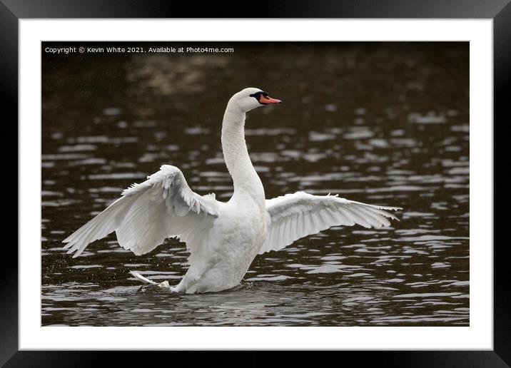 Wing display Framed Mounted Print by Kevin White