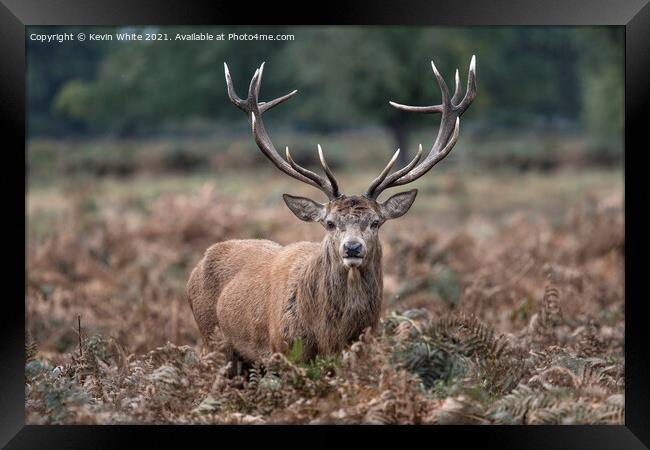 Impressive antlers Framed Print by Kevin White