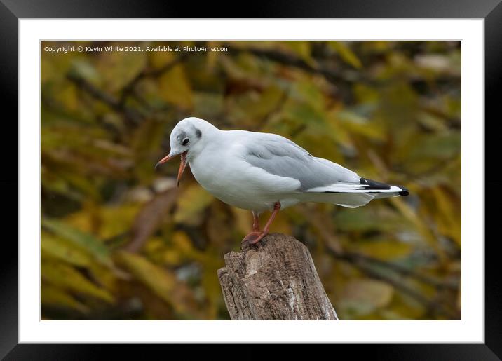 Seagull sounding off Framed Mounted Print by Kevin White