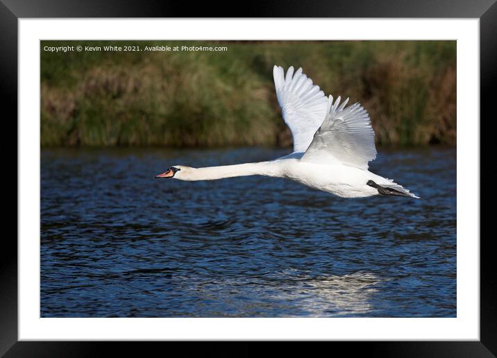 Low flying swan Framed Mounted Print by Kevin White