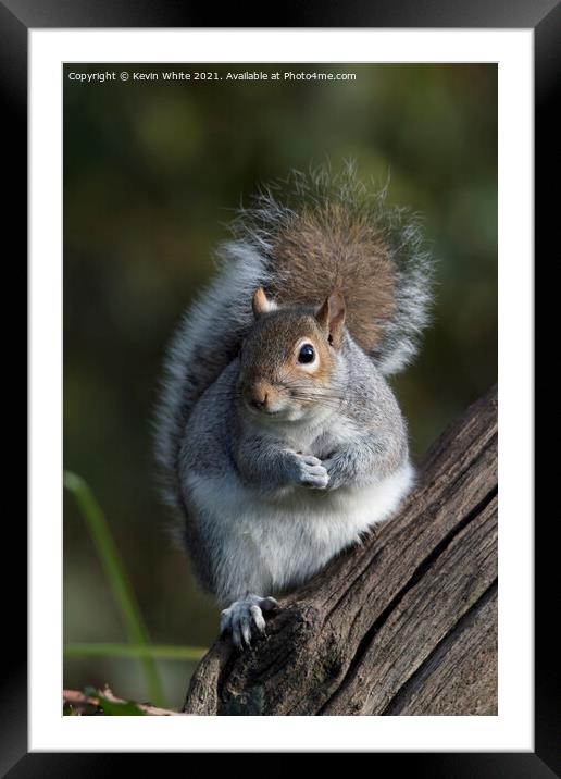 Cheeky grey squirrel Framed Mounted Print by Kevin White