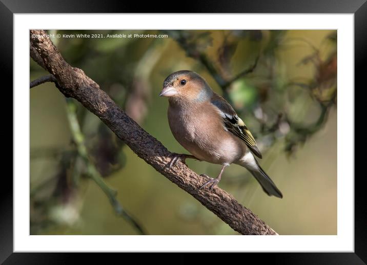 Chaffinch male Framed Mounted Print by Kevin White