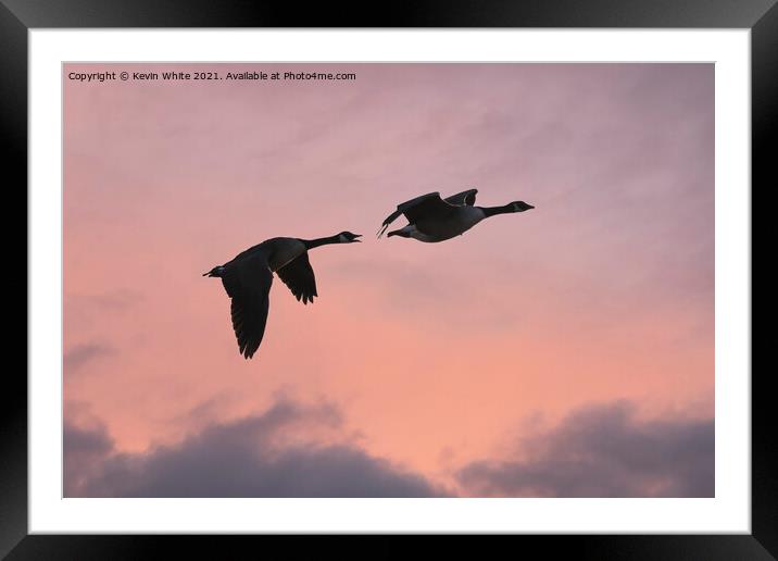 Canada geese silhouette Framed Mounted Print by Kevin White