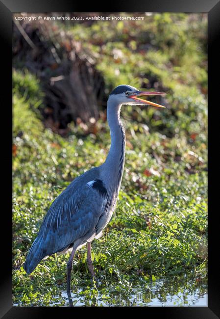 Grey heron beak open Framed Print by Kevin White