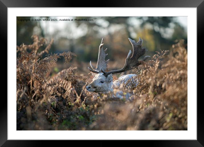 Young stag hiding Framed Mounted Print by Kevin White