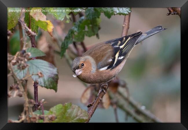 Chaffinch with seed in beak Framed Print by Kevin White