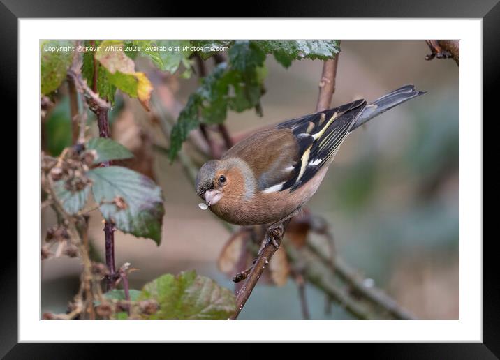Chaffinch with seed in beak Framed Mounted Print by Kevin White