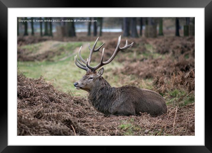 Resting stag Framed Mounted Print by Kevin White