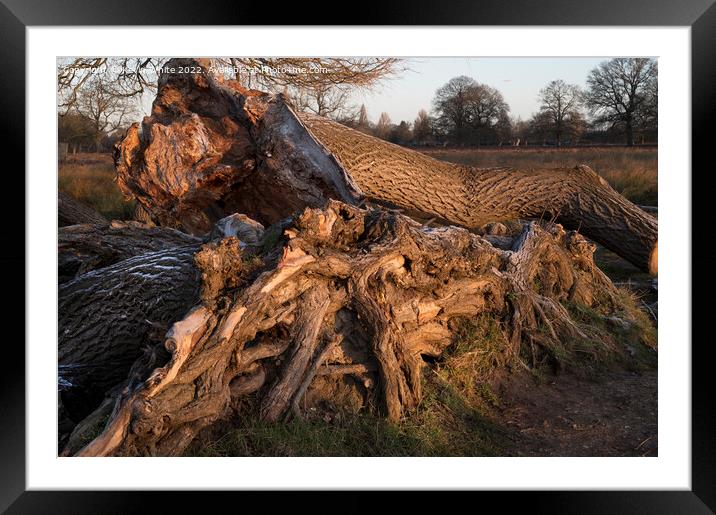 Tree trunk and roots Framed Mounted Print by Kevin White