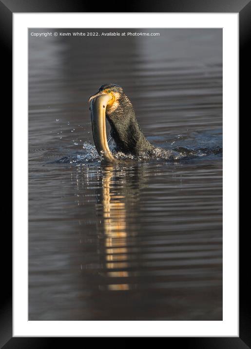 Cormorant fishing Framed Mounted Print by Kevin White