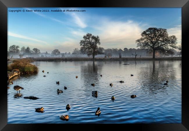 Gathering ducks on pond Framed Print by Kevin White