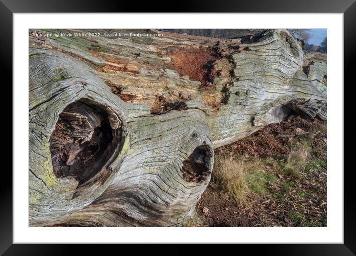 Natures colours Framed Mounted Print by Kevin White