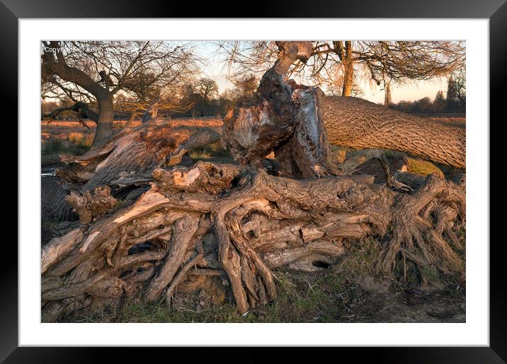 Mangled tree roots Framed Mounted Print by Kevin White