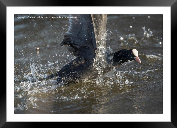 Coot splash Framed Mounted Print by Kevin White