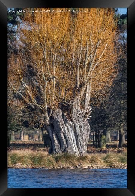 Grand old willow tree Framed Print by Kevin White