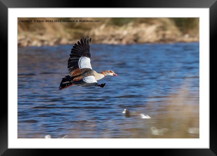 Majestic goose Framed Mounted Print by Kevin White