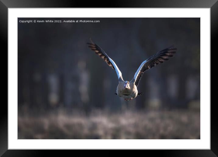 Egyptian goose as sun rises Framed Mounted Print by Kevin White