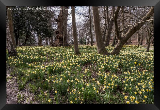 Walking amongst the daffodils Framed Print by Kevin White